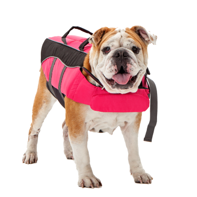 Dog friendly rental boats in englewood fl